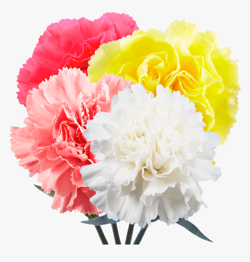 Carnation, HD Png Download