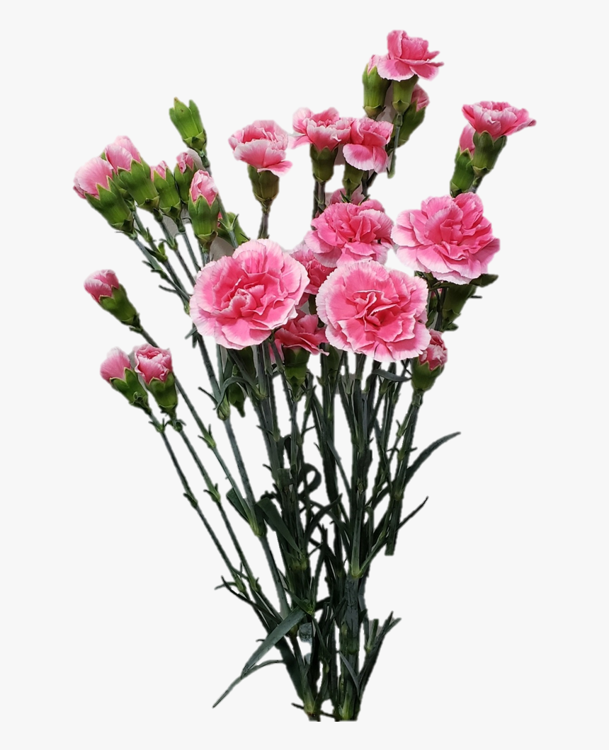 Spray Cherry Tessino Jpg7865e014 A8de 91d5 3548 657701ddc09b - Garden Roses, HD Png Download