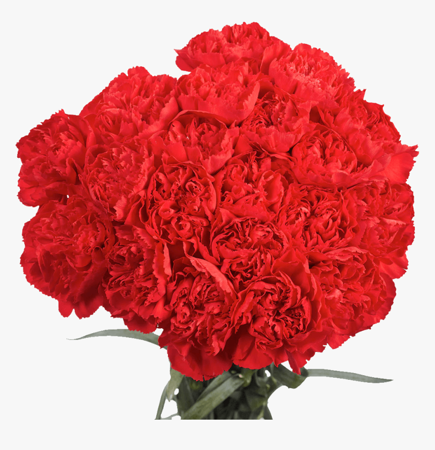 Carnations 100 Flowers Next Day Delivery - All Red Carnation Bouquet, HD Png Download