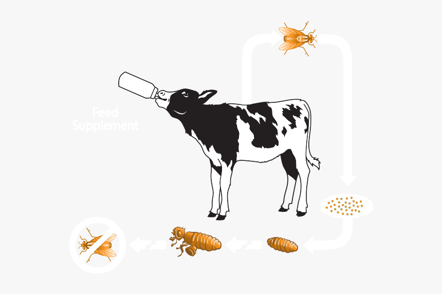 Clipart Cow Digestive System - Calf, HD Png Download