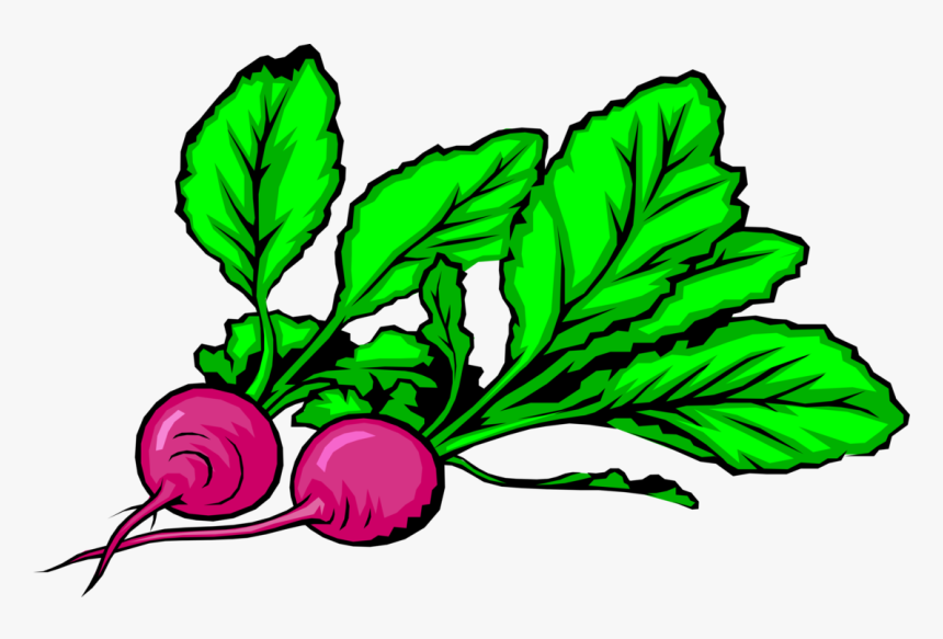 Vector Illustration Of Crisp, Pungent Edible Root Vegetable, HD Png Download