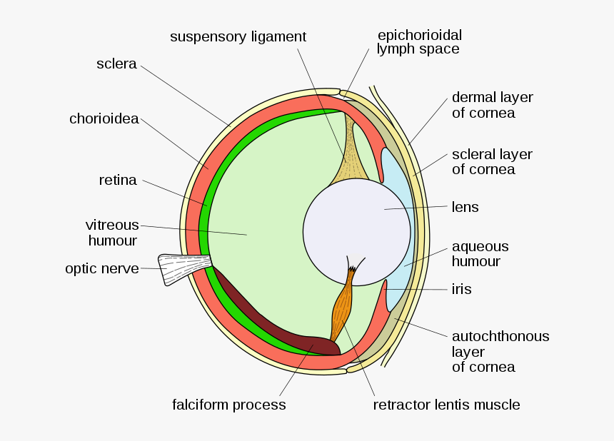 Vision In Fishes, HD Png Download