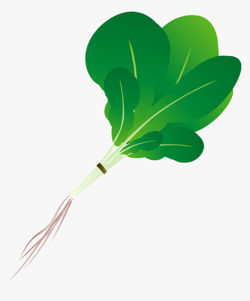 Maidenhair Tree, HD Png Download