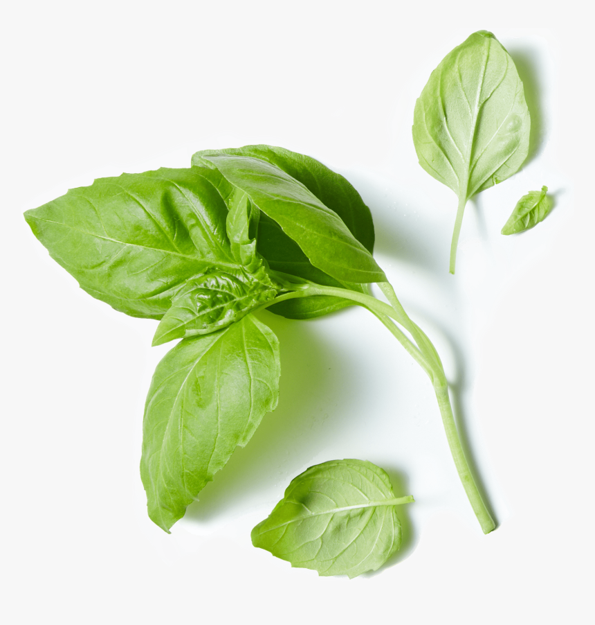 80 Acres Farms Basil Herb - Spinach, HD Png Download