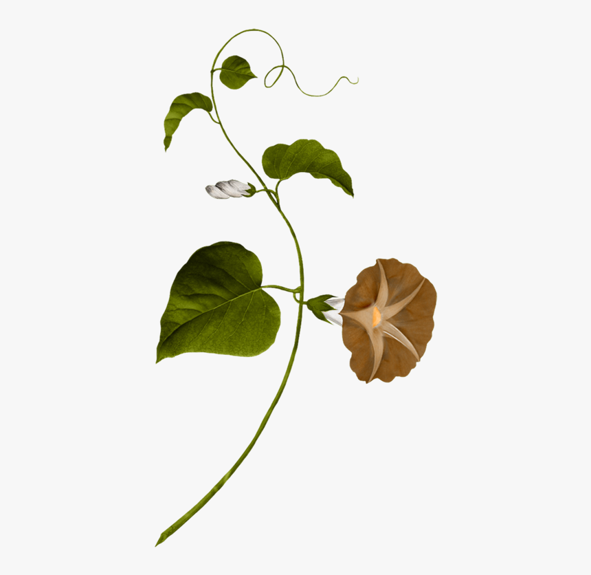 Water Spinach Clipart , Png Download - Vine Painting, Transparent Png