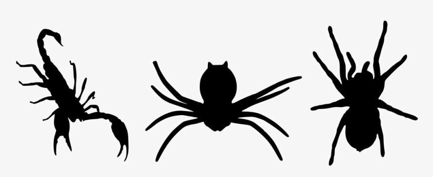 Spider, HD Png Download