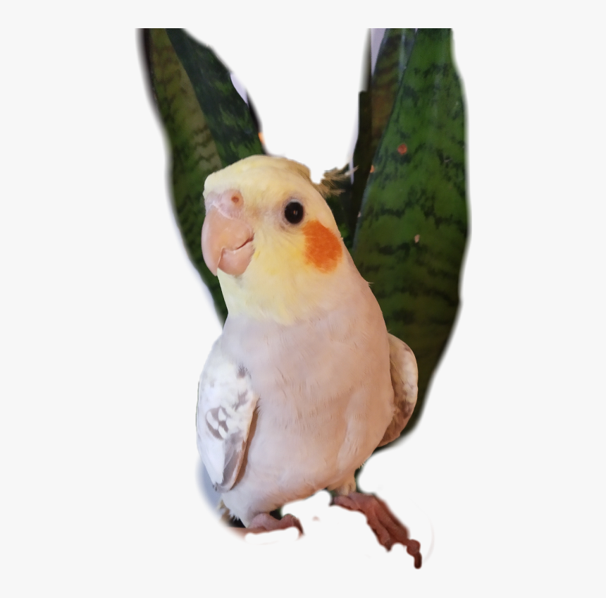 Transparent Papagei Clipart - Cockatiel, HD Png Download