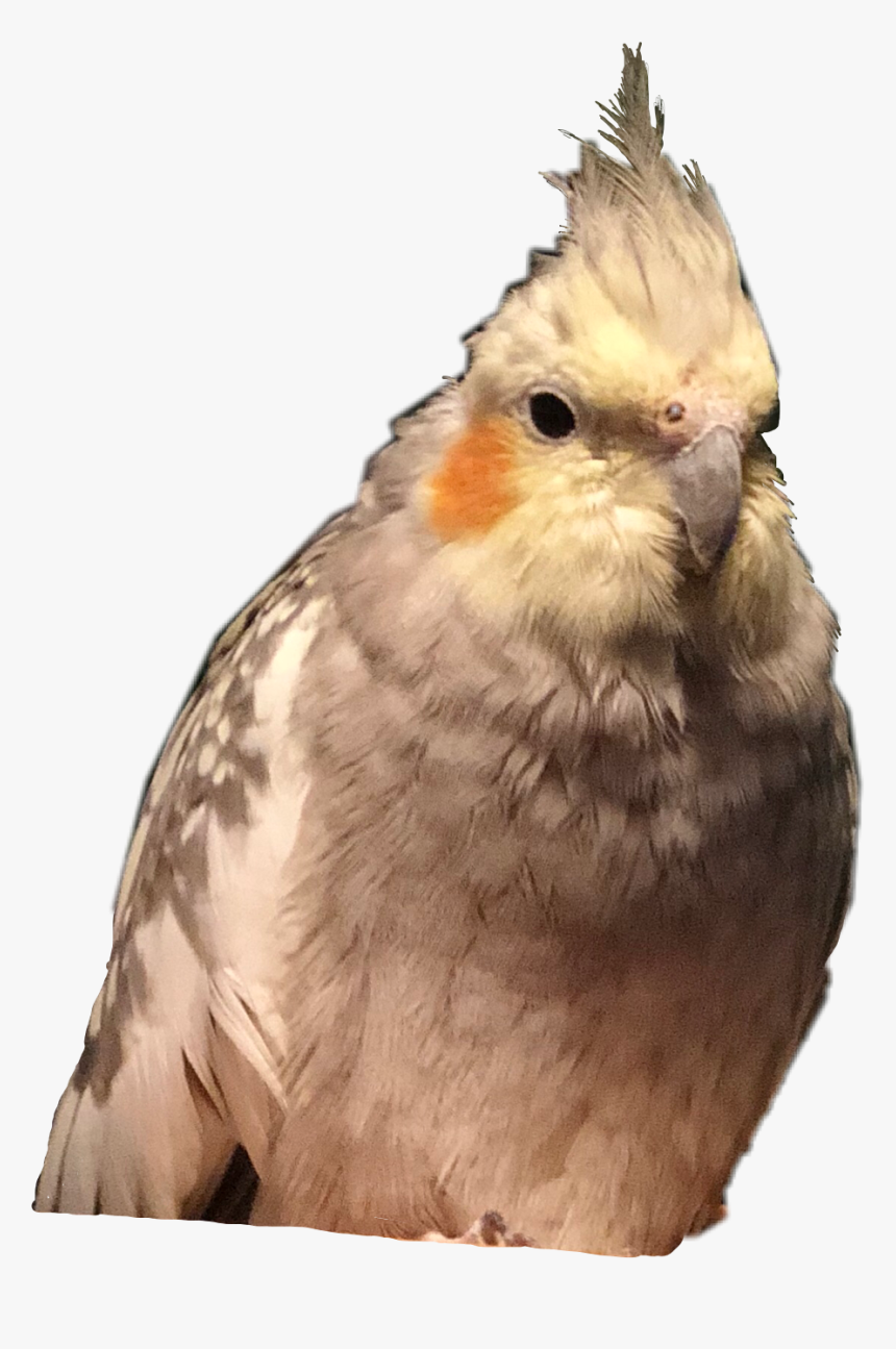 #cockatiel #cockatiels #bird #pet #bird #birds #freetoedit - Cockatiel, HD Png Download