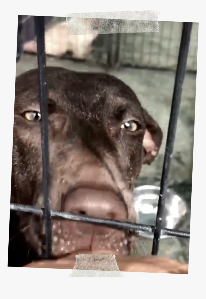 Dog, HD Png Download