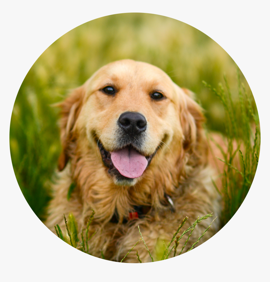 Golden Retriever, HD Png Download