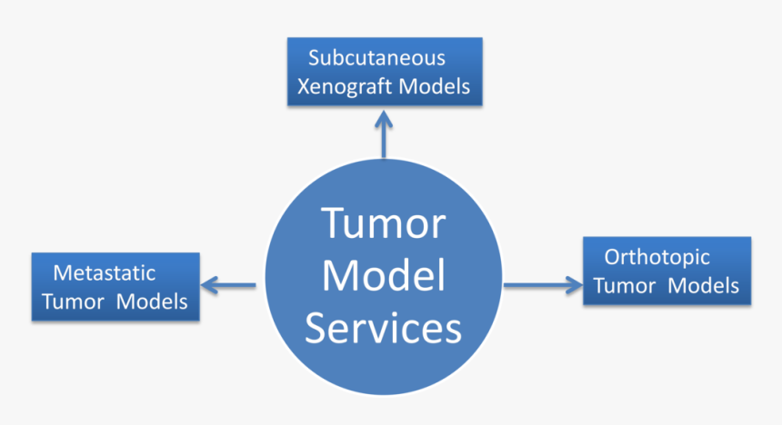 Model, HD Png Download