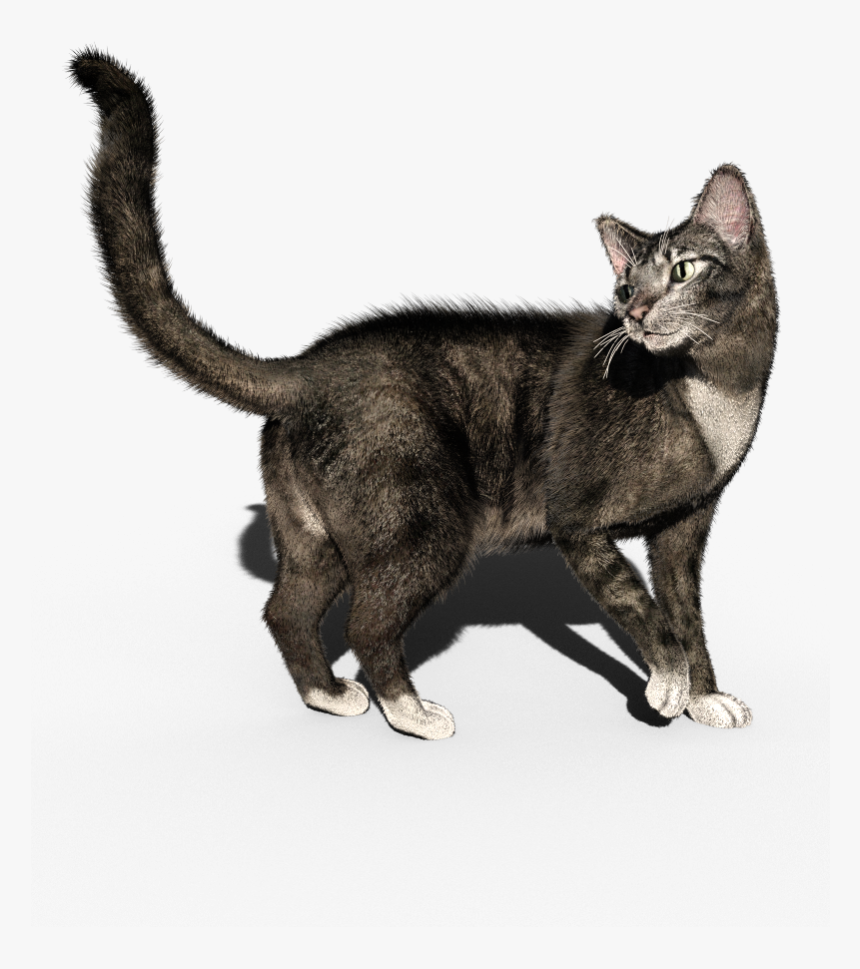 Cat Yawns, HD Png Download