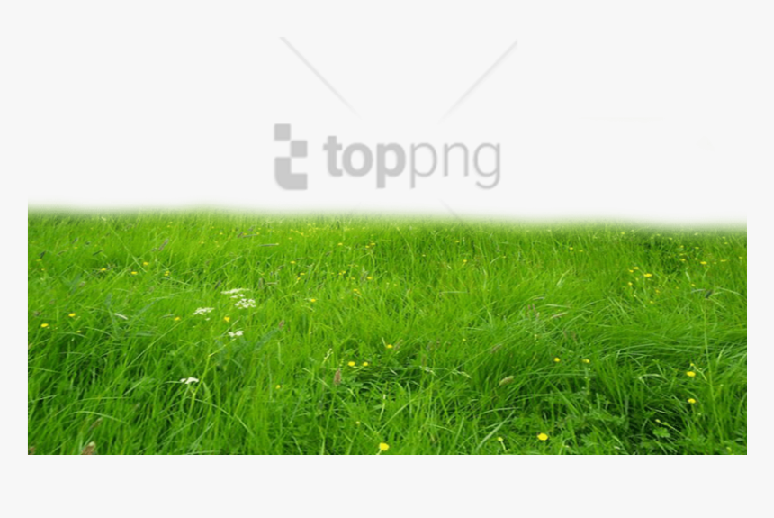 Free Png Download Grass Hd Png Images Background Png - Planet Waves Pw Cgtra 10, Transparent Png