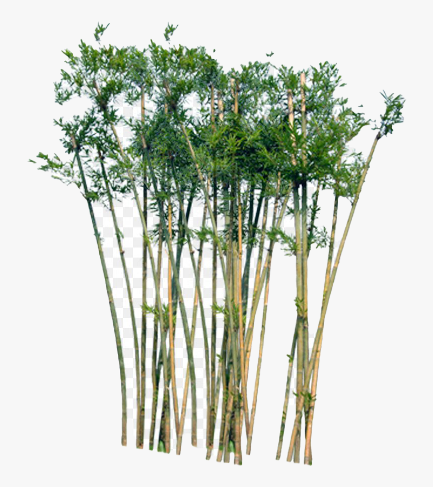 Bamboo Tree In Section, HD Png Download