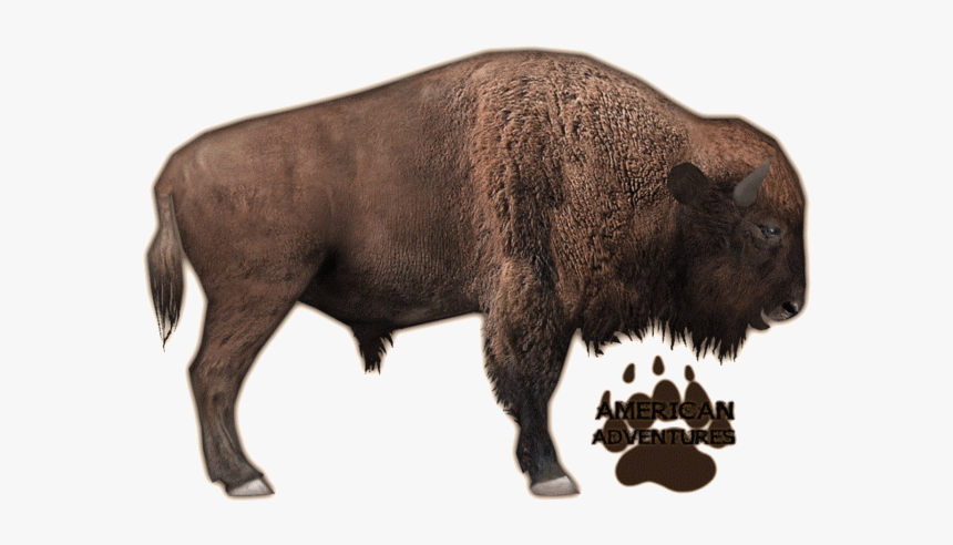 Zoo Tycoon 2 Bison, HD Png Download
