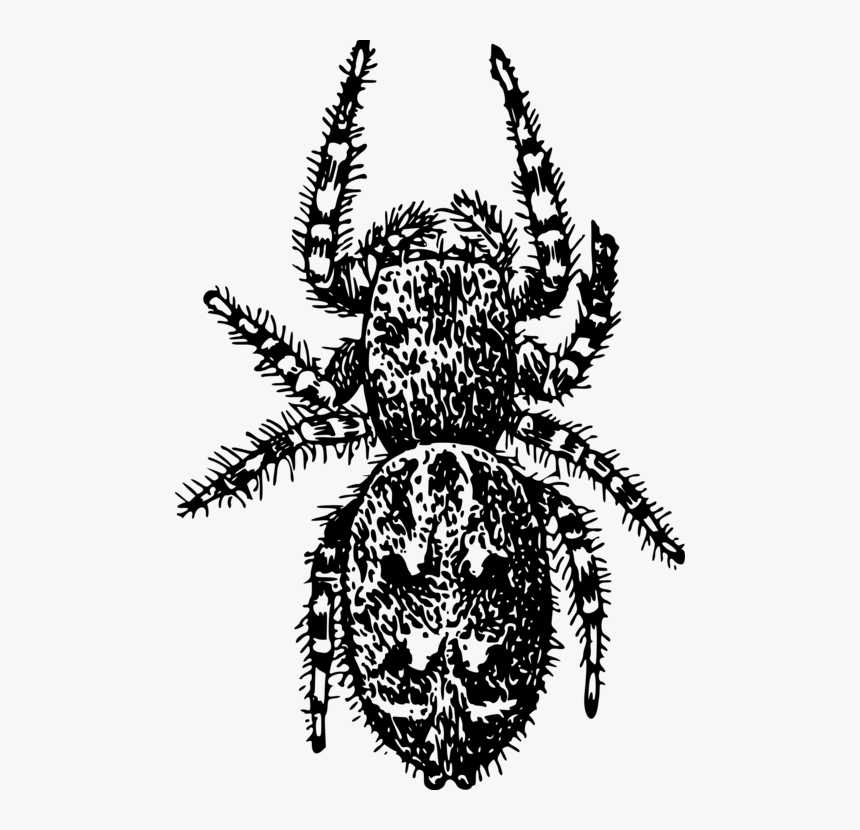 Wolf Spider,araneus,decapoda - Arthropod, HD Png Download