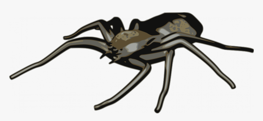 Free Spider Clipart - Spider, HD Png Download
