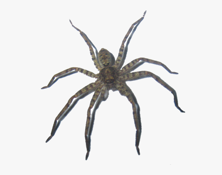 Wolf Spider, HD Png Download