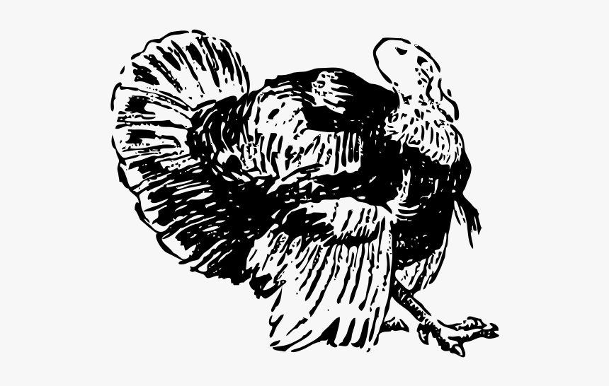 Line Art Vector Drawing Of Turkey - ภาพ วาด ไก่ งวง, HD Png Download