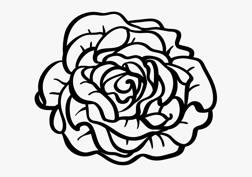 Lettuce Drawing Png - Lettuce Clipart Black And White, Transparent Png