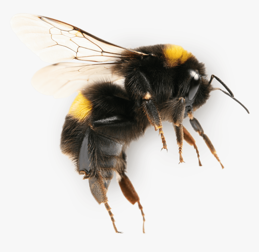 Economic Of Pollination Modern Agriculture - Bumblebee Transparent, HD Png Download