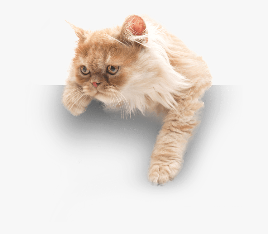 Eagle Rock - Kitten, HD Png Download