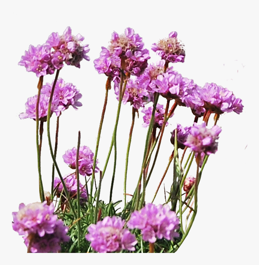 Sea Plant Png, Transparent Png