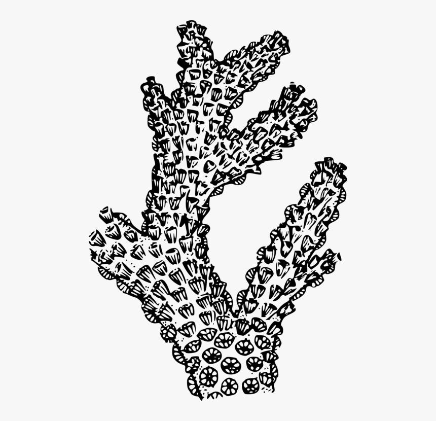 Line Art,plant,leaf - Clip Art Coral, HD Png Download