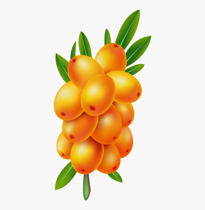 Sea Buckthorn Transparent Images - Sea Buckthorn Berry Vector, HD Png Download