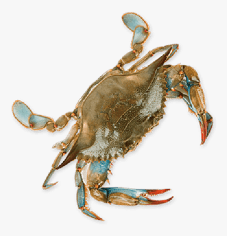 Blue Crab Png, Transparent Png