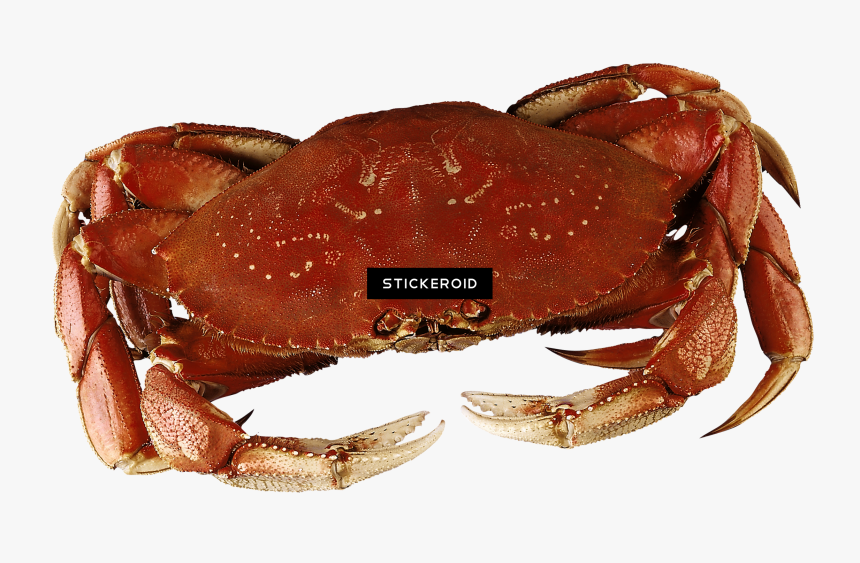 Dungeness Crab , Png Download - Dungeness Crab, Transparent Png