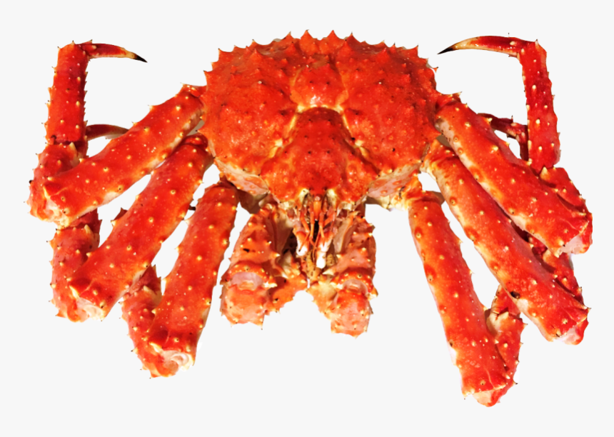 Live Kingcrab , Png Download - King Crab Transparent, Png Download