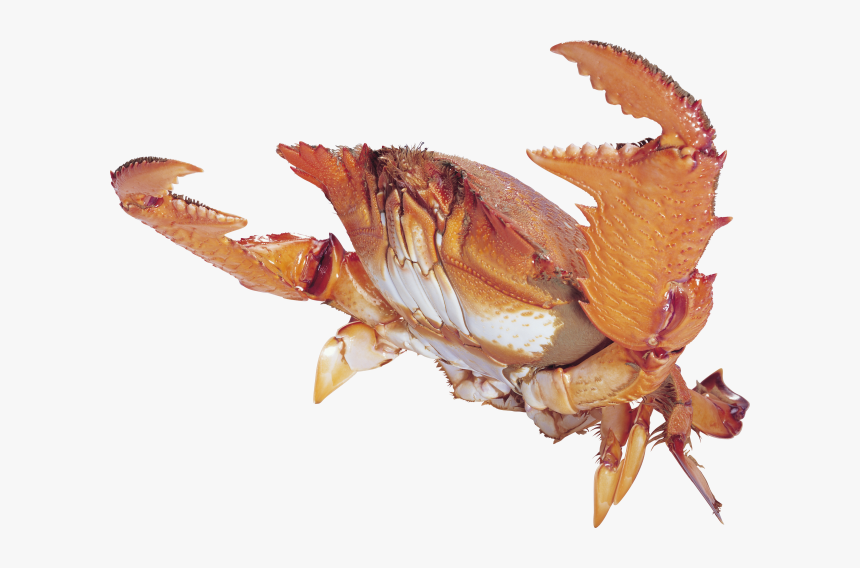 Chitin Crab, HD Png Download