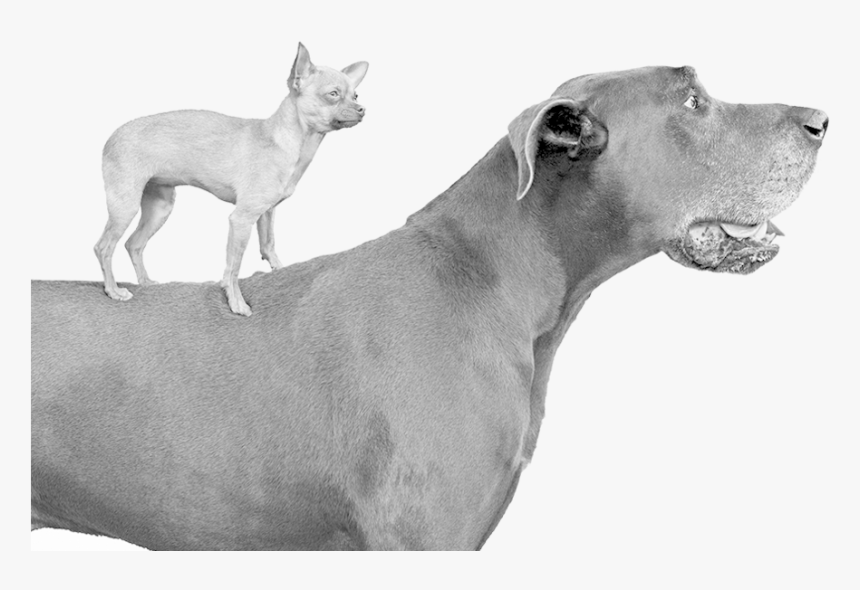 1 Setup 2 Dogs - Large Dog, HD Png Download