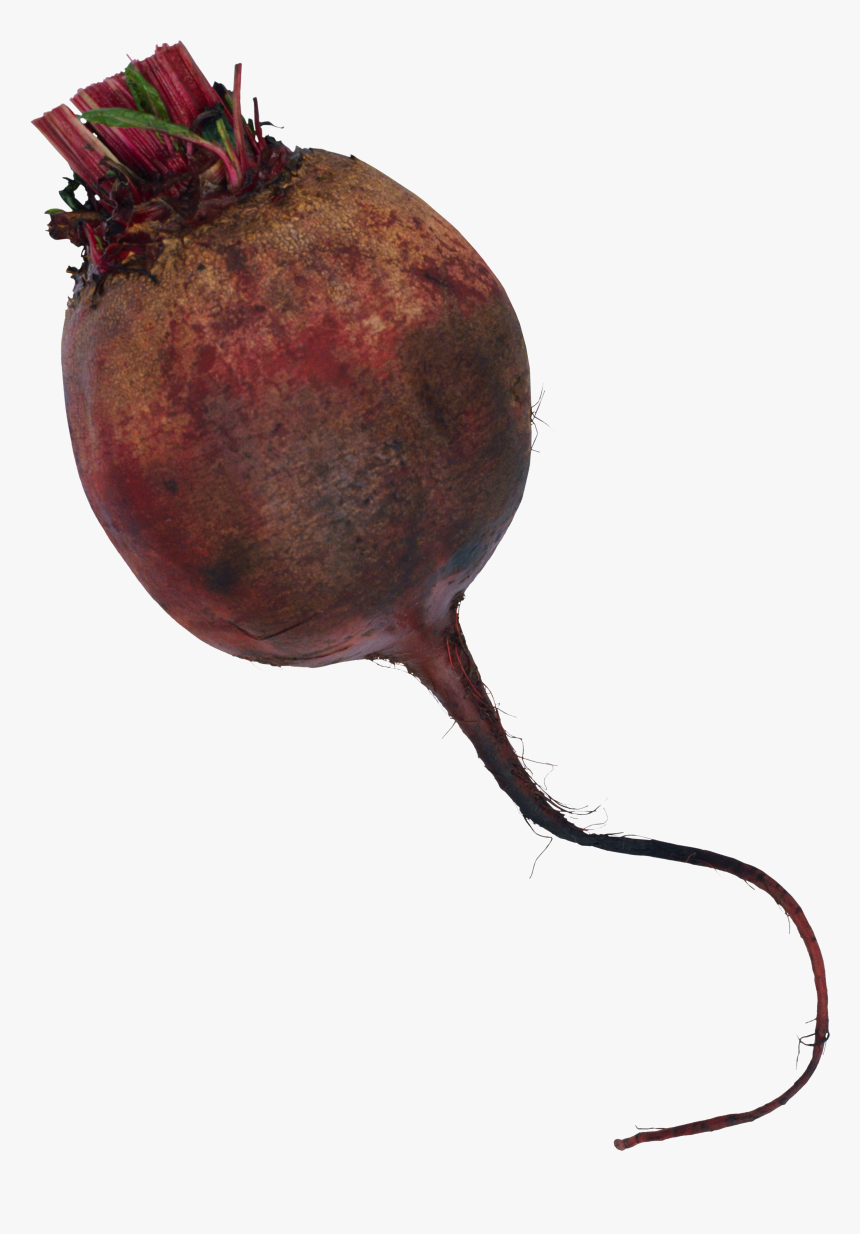 Свекла Пнг, HD Png Download