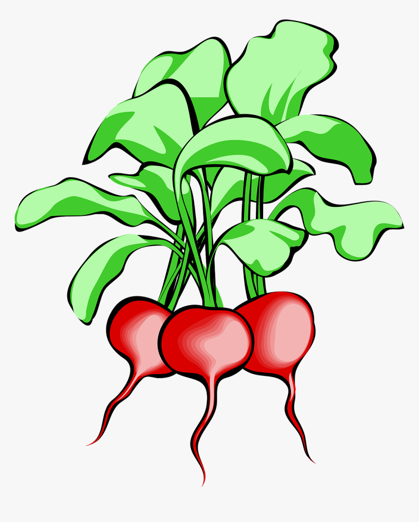 Radish Clipart, HD Png Download
