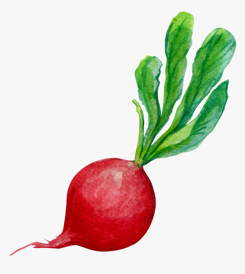 Radish Carrot Clip Art - Radish Transparent, HD Png Download