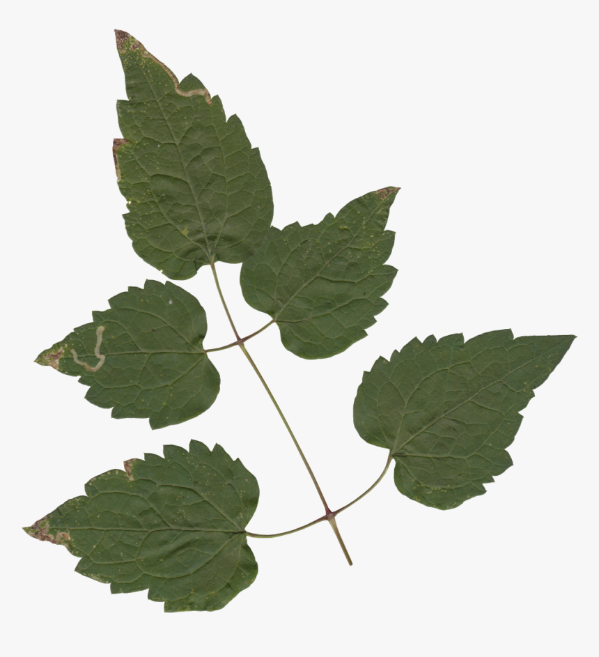 Nature Leaves - Maple, HD Png Download