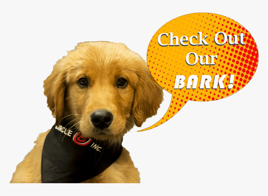 Golden Retriever, HD Png Download