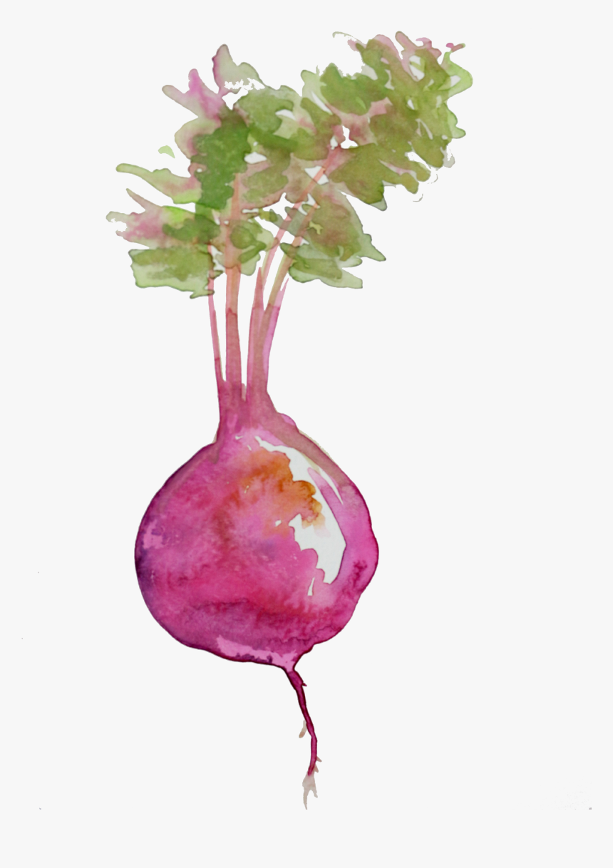 Beet Watercolor Png, Transparent Png