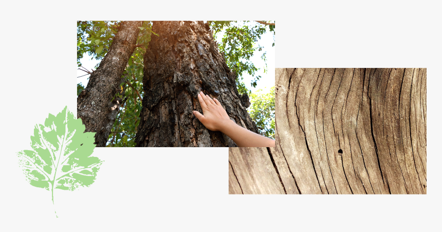 Hand Touching Bark Tree Rings - Redwood, HD Png Download
