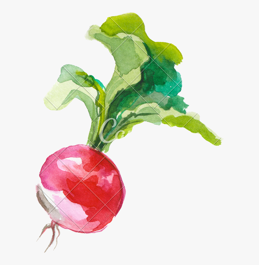Clip Art Beet Vector, HD Png Download