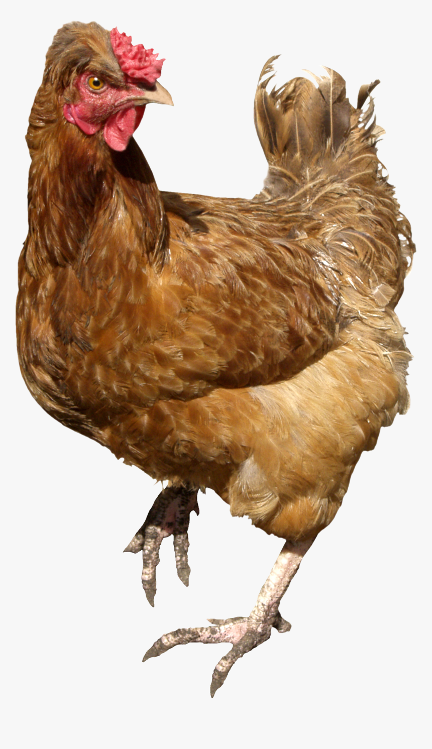 Chicken Png, Transparent Png