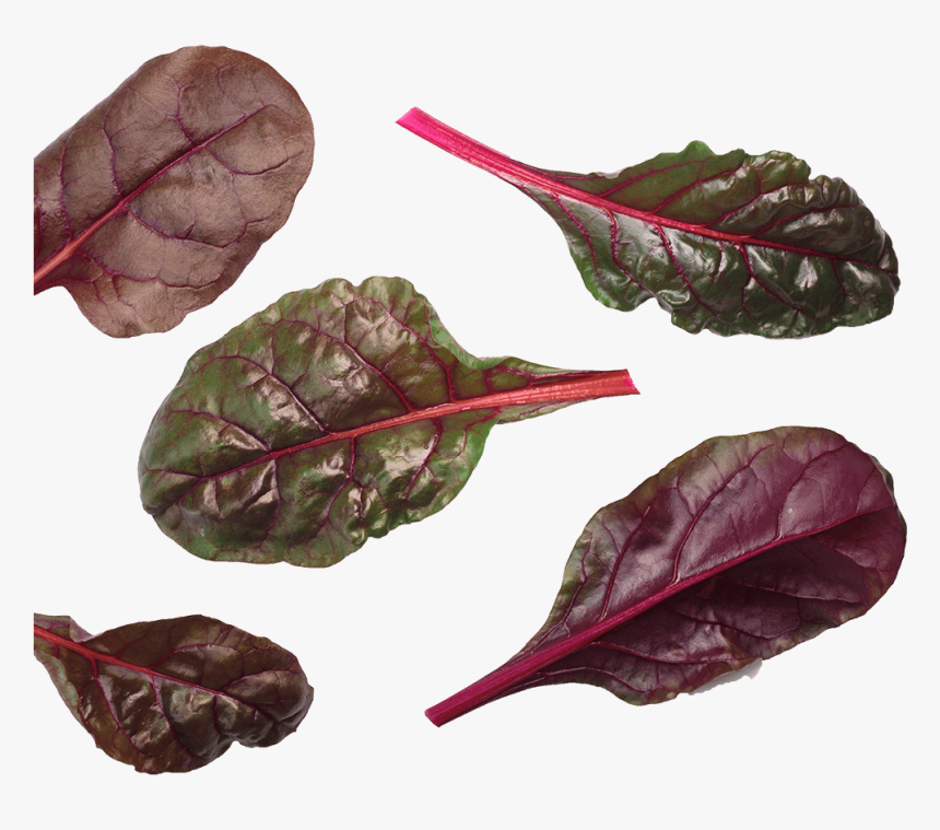 Beet Leaf Bulls Blood Blood Red - Chard, HD Png Download