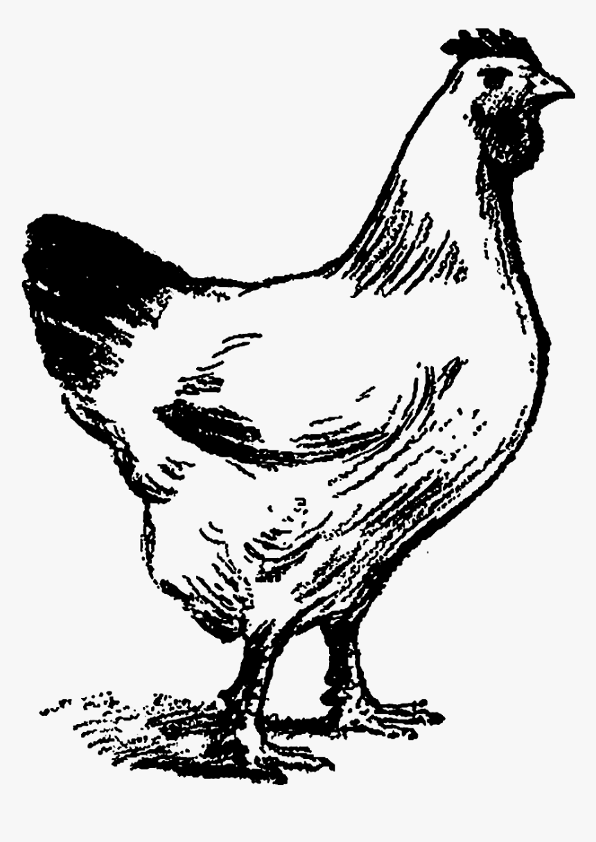 Chicken Line Art Png, Transparent Png