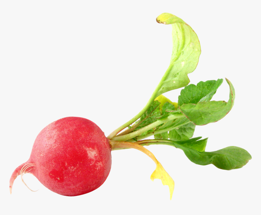 Turnip - Transparent Radish Png, Png Download