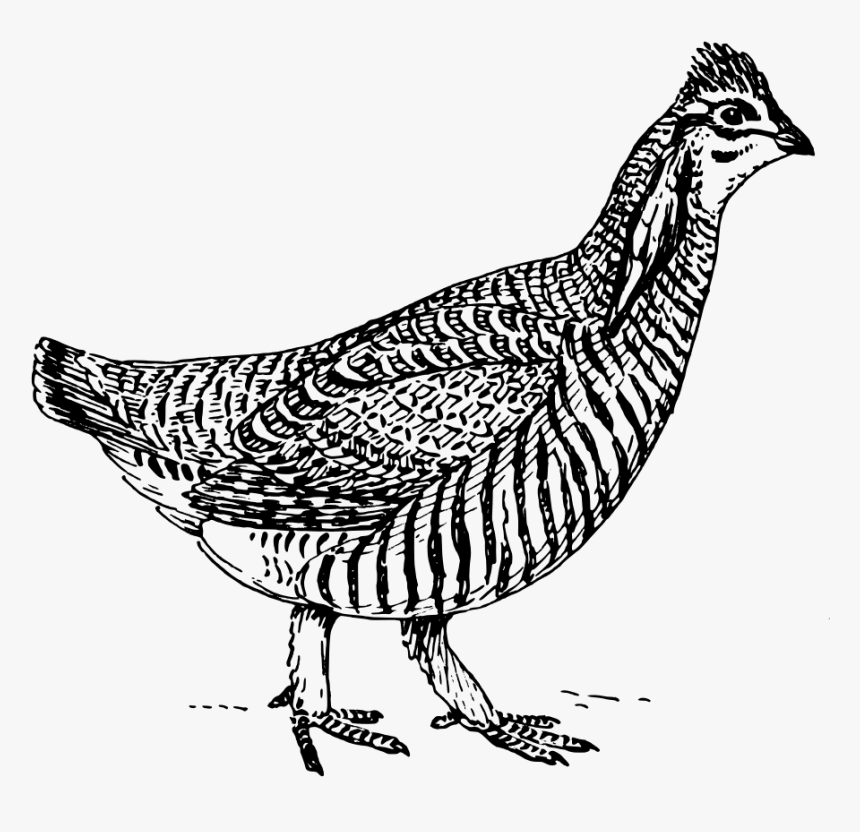 Prairie Chicken Svg Clip Arts - Easy Prairie Chicken Drawing, HD Png Download
