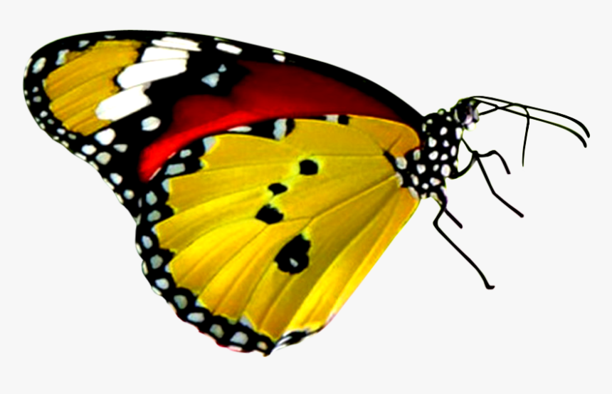 Red Yellow And Black Butterfly, HD Png Download