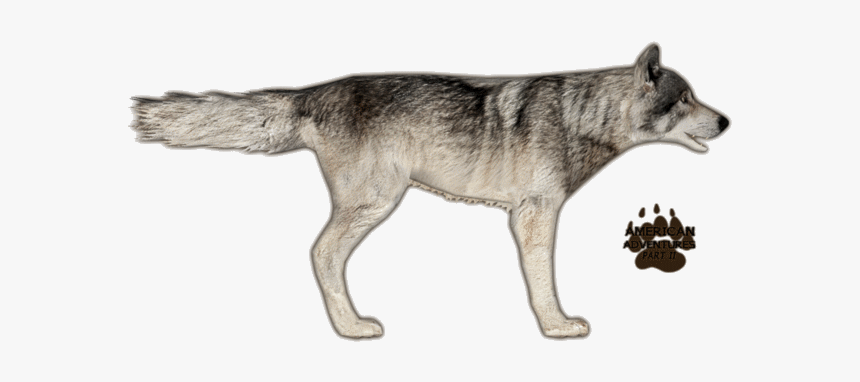 Wolfeasterntimber Jimmyzhoopz - Zoo Tycoon 2 Timber Wolf, HD Png Download