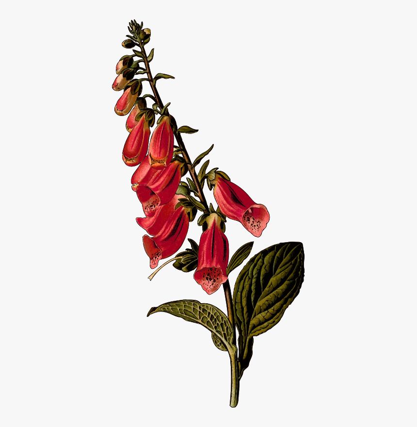Digitalis Purpurea Leaves, HD Png Download